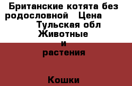 Британские котята без родословной › Цена ­ 1 500 - Тульская обл. Животные и растения » Кошки   . Тульская обл.